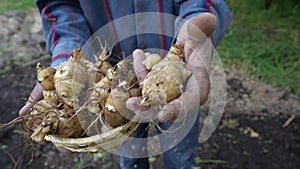 Fresh jerusalem artichokes in a basket in the hands of a man, close up