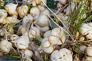 Fresh jicama or yam-bean