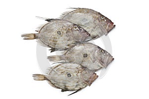 Fresh John Dory fishes