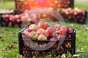 Fresh juicy apples in the plastic basket. Organic food ready for buying. Delicious fruits.