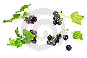 Fresh Juicy Blackcurrant