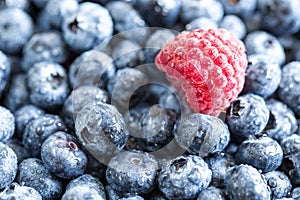 Fresh juicy blueberries background. Flat lay top view copy space. Healthy berry, organic food, antioxidant, vitamin, blue food