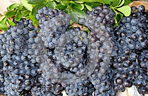 Fresh juicy bunches of blue grapes in the vineyard