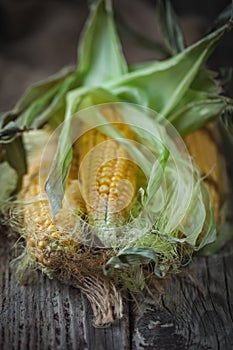 Fresh juicy corn with leaves on a wooden table. Autumn background. Selective focus.