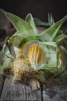 Fresh juicy corn with leaves on a wooden table. Autumn background. Selective focus.