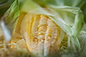 Fresh juicy corn with leaves on a wooden table. Autumn background. Selective focus.