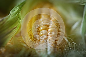 Fresh juicy corn with leaves on a wooden table. Autumn background. Selective focus.