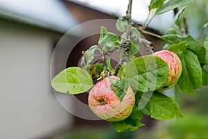 Fresh juicy fruits ripening on apple tree branch. Organic fruits in home garden.Green apples with pink stripes growing