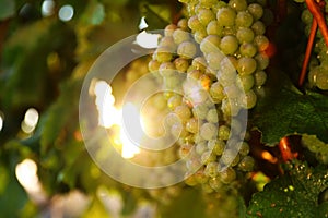 Fresh juicy grapes growing in vineyard