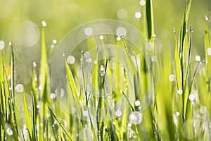 fresh juicy greeg grass with water drops