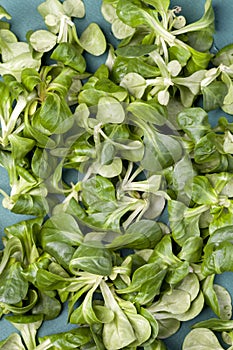 Fresh juicy green corn salad, full frame. Photo studio