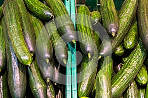 Fresh juicy green cucumbers on the supermarket counter. Cucumber background, ripe vegetables