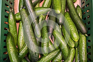 Fresh juicy green cucumbers on the supermarket counter. Cucumber background, ripe vegetables