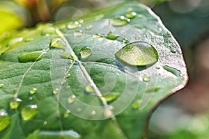 Fresh juicy green leaf in droplets of morning dew outdoors. Beautiful water drop on leaf at nature close-up macro.