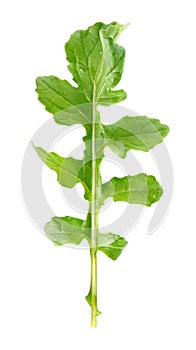Fresh juicy leaf of rucola