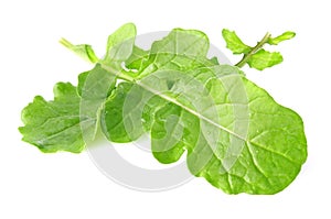Fresh juicy leaves of rucola
