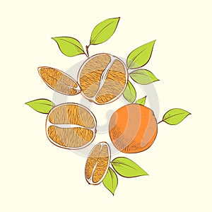 Fresh juicy oranges illustration