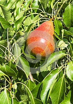 Fresh juicy pears on a pear branch.