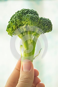 The fresh juicy piece of broccoli is in women`s hand