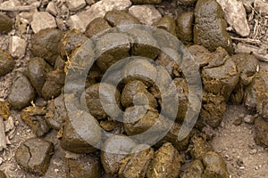 Horse shit manure pile on the organic farm. Natural background background with copy space photo