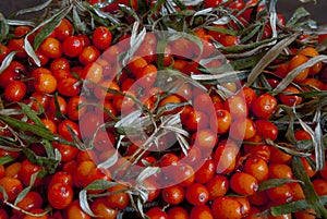 Fresh juicy raw sea buckthorn berries, a source of vitamin C and other