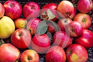 Fresh juicy red apples, natural background. Close Up of apples in box. Harvest, vitamins, vegetarians, fruits, crop . Organic