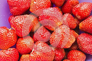 Fresh juicy red strawberries berries with water drops on a plate close