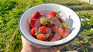 Fresh juicy ripe tasty organic strawberries in an old metal bowl outdoors on a sunny summer day. Strawberry red fresh berries and