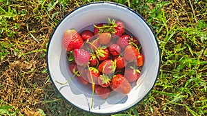 Fresh juicy ripe tasty organic strawberries in an old metal bowl outdoors on a sunny summer day. Strawberry red fresh berries and