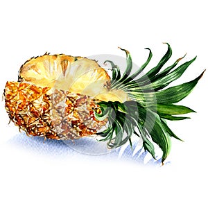 Fresh juicy sliced pineapple fruit , isolated, watercolor illustration on white