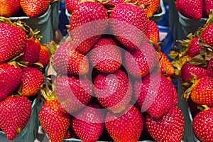 Fresh Juicy Strawberries in Vancouver's Grandville Island Market