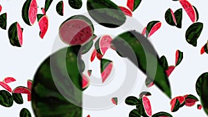 Fresh Juicy Watermelons flying on white background. Healthy fruit diet 3d animated footage.