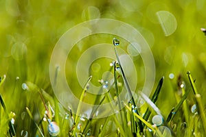 Fresh juicy young grass in droplets of morning dew, spring on a nature macro. Drops of water on the grass, natural wallpaper,