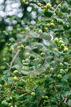 Fresh Jujube fruit, also known as Indian Ber or Chinese date,