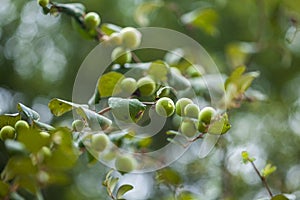 Close up of Fresh Jujube fruit, also known as Indian Ber or Chinese date, photo