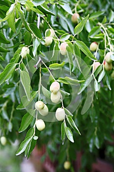 Fresh jujube is about to enter the picking period