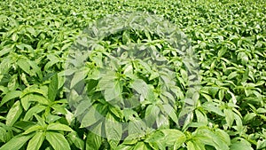 Fresh jute leaves. Jute Cultivation in Bangladesh. Jute is extracted from the bark of the white jute plant Corchorus capsularis