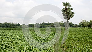 Fresh jute leaves. Jute Cultivation in Bangladesh. Natural Jute Plant leaves background photo, A baby jute plant growing on the