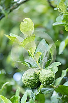 Fresh Kaffir Lime (Bergamot) with water drop