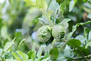 Fresh Kaffir Lime (Bergamot) with water drop