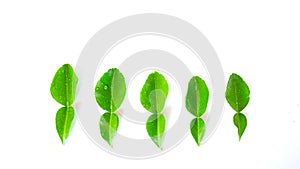 Fresh kaffir lime leaves on white background,Water drop on  kaffir lime leaves