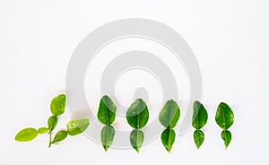 Fresh kaffir lime leaves on white background,Water drop on  kaffir lime leaves