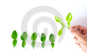 Fresh kaffir lime leaves on white background,Water drop on  kaffir lime leaves