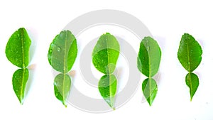 Fresh kaffir lime leaves on white background,Water drop on  kaffir lime leaves