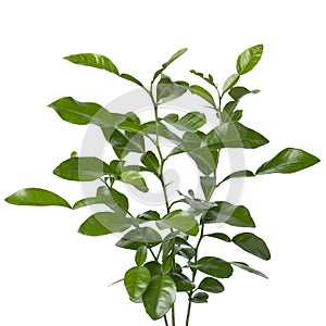 Fresh Kaffir lime plant close up on white background