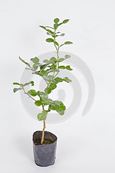 Fresh Kaffir lime tree on white