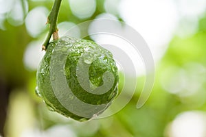 Fresh Kaffir Lime with water drop