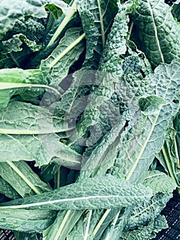 Fresh kale