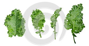 Fresh kale isolated on white background