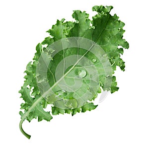 Fresh kale isolated on white background